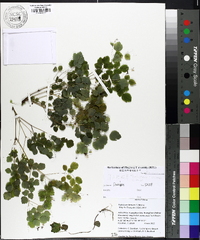 Image of Thalictrum fortunei