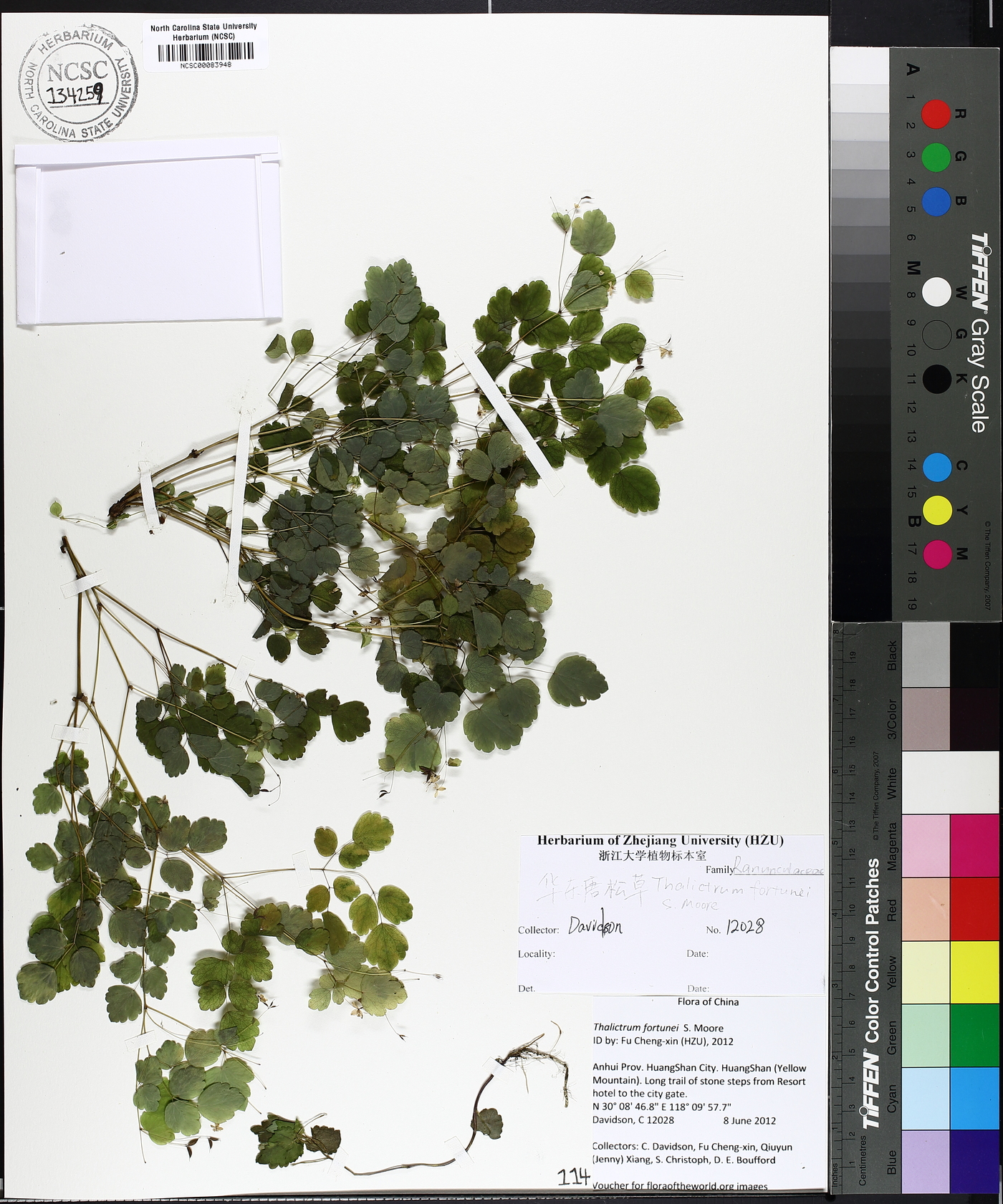 Thalictrum fortunei image