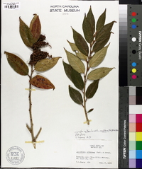 Leucothoe axillaris var. editorum image