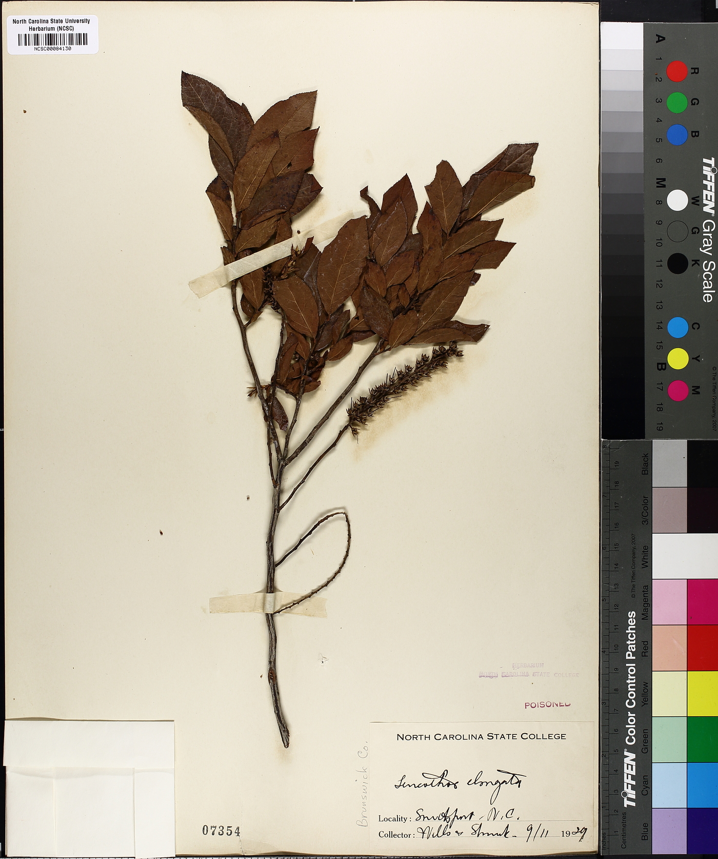Leucothoe elongata image