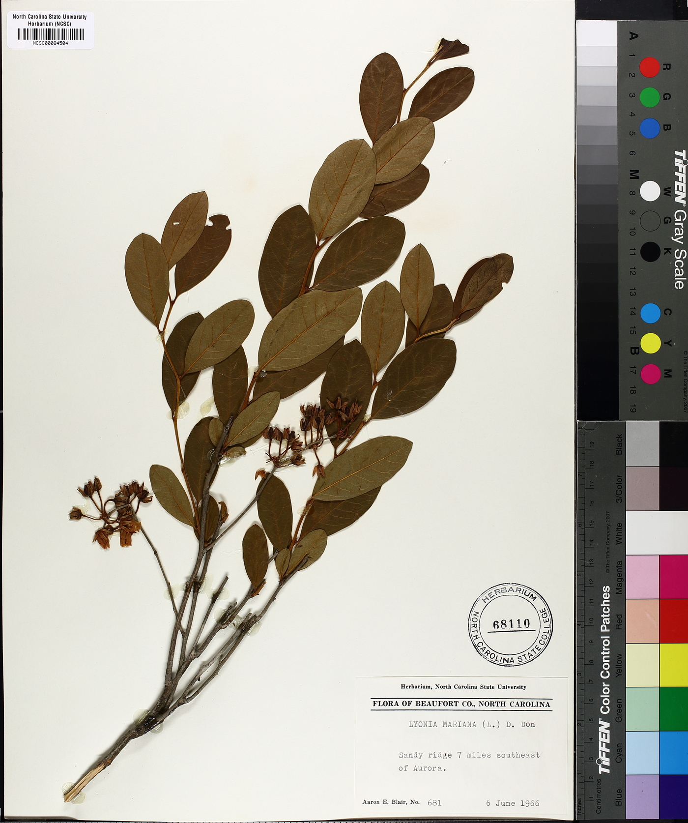 Lyonia mariana image