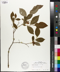 Lyonia mariana image