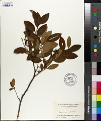 Lyonia mariana image