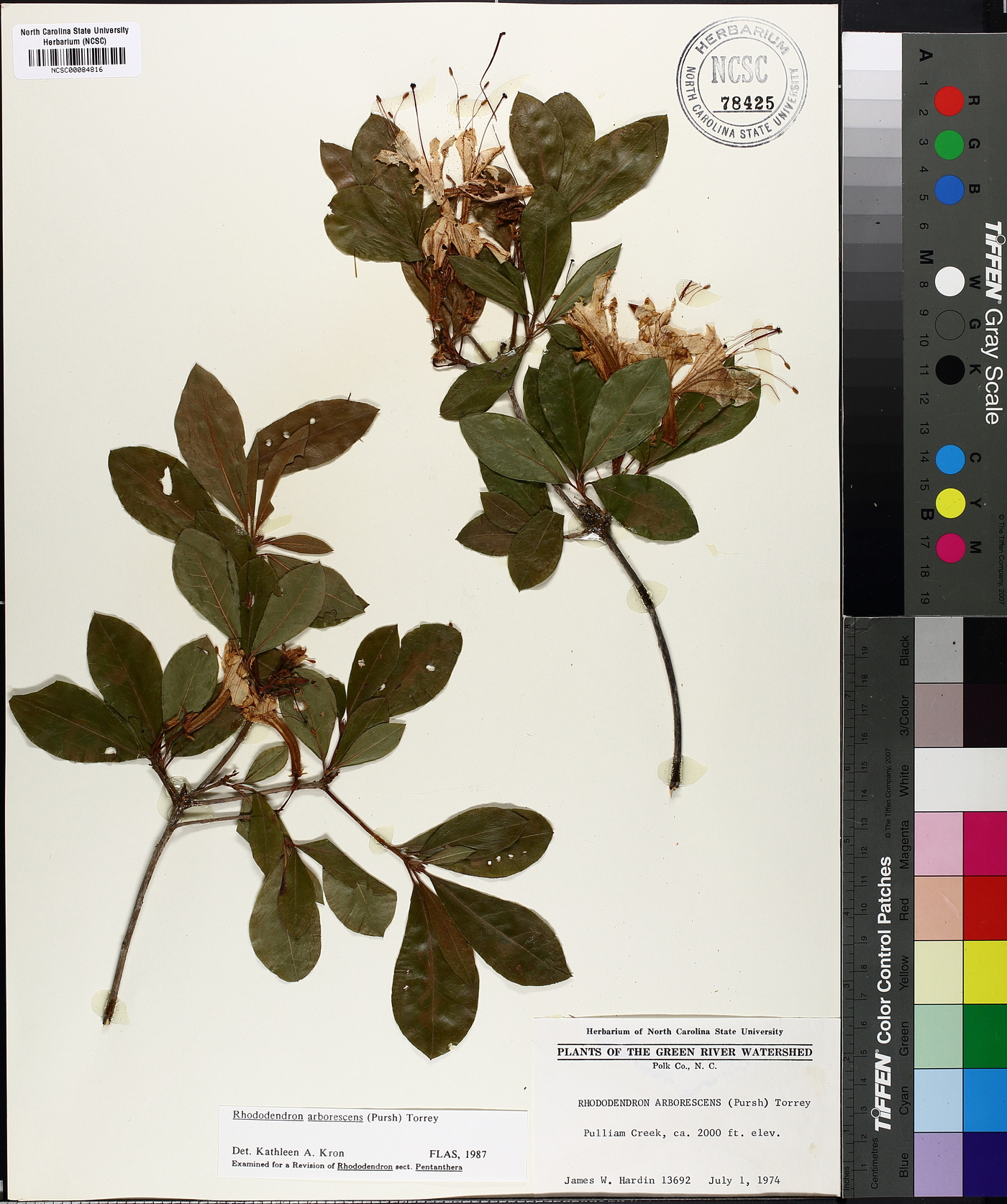 Rhododendron arborescens image