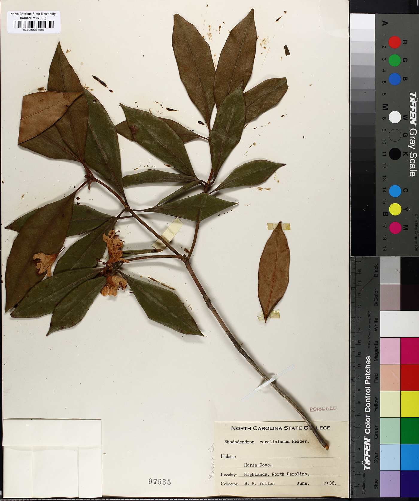 Rhododendron carolinianum image