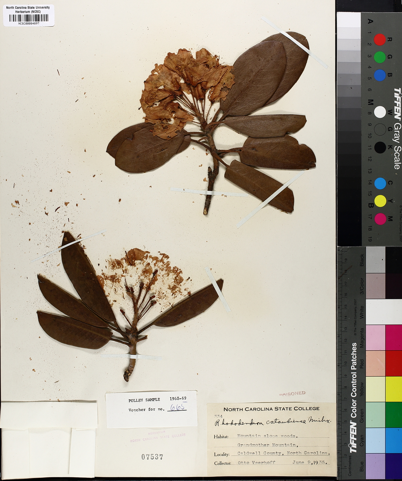 Rhododendron catawbiense image