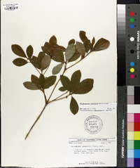 Rhododendron arborescens image