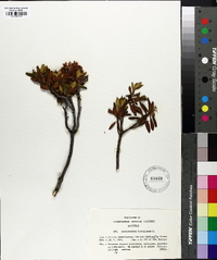 Rhododendron ferrugineum image