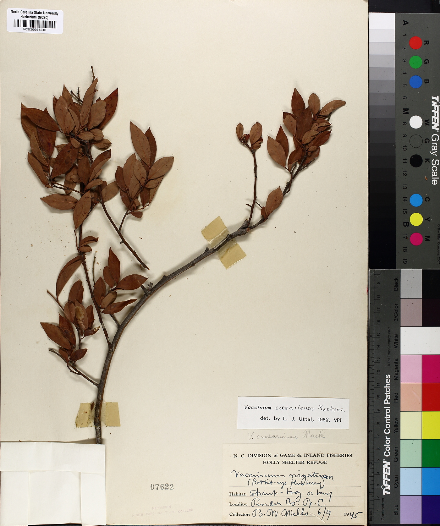 Vaccinium caesariense image