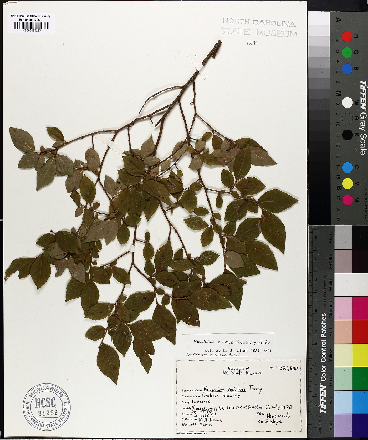 Vaccinium carolinianum image