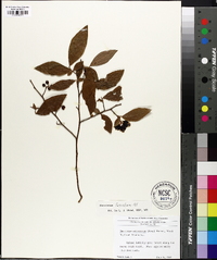 Vaccinium fuscatum image