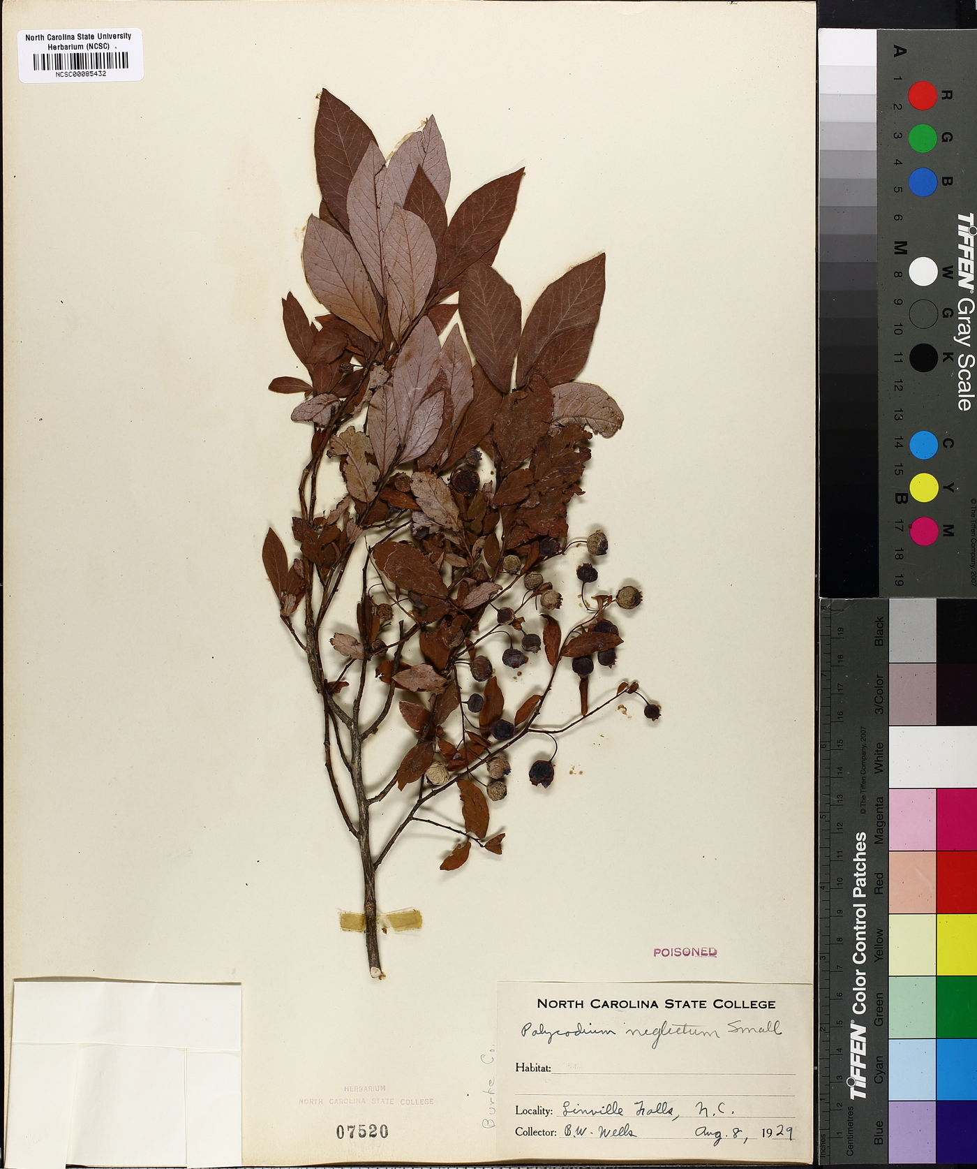 Vaccinium neglectum image