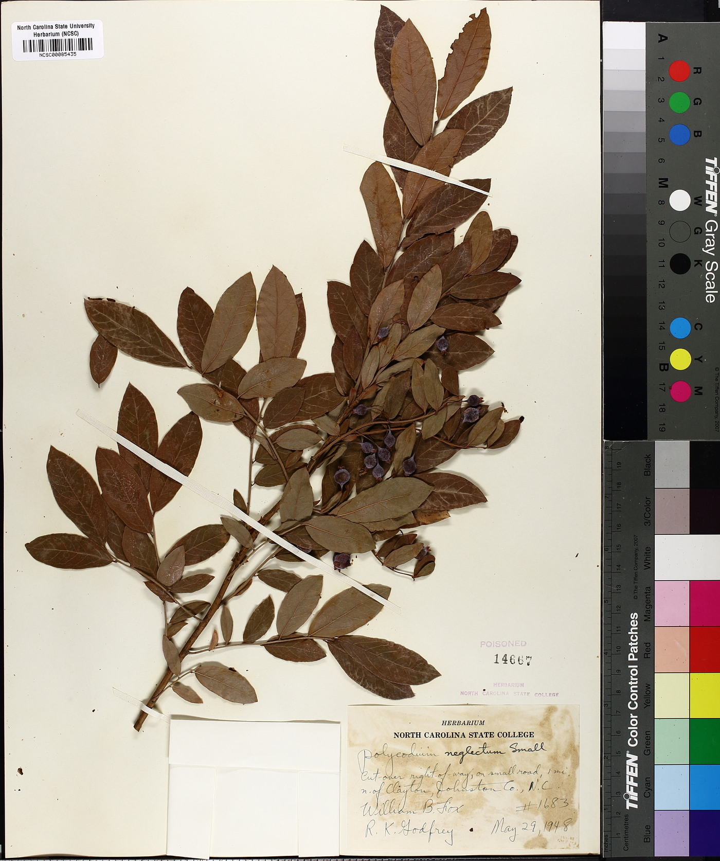 Vaccinium neglectum image
