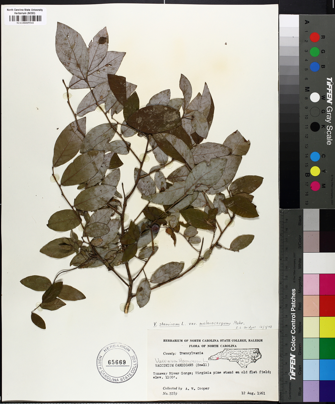 Vaccinium stamineum var. melanocarpum image