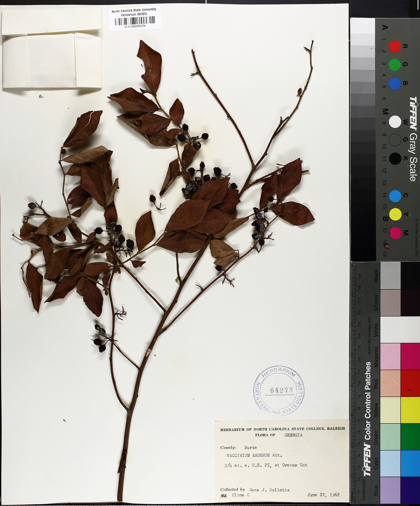 Vaccinium amoenum image