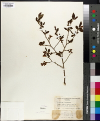 Vaccinium atrococcum image