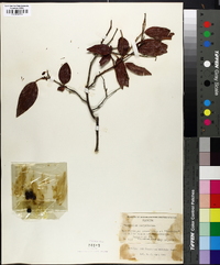 Vaccinium australe image