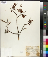 Vaccinium fuscatum image