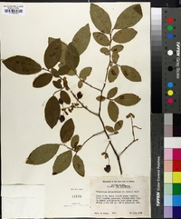 Vaccinium melanocarpum image