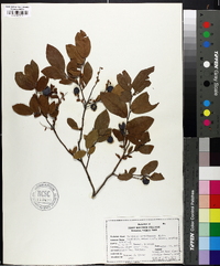 Vaccinium myrtilloides image