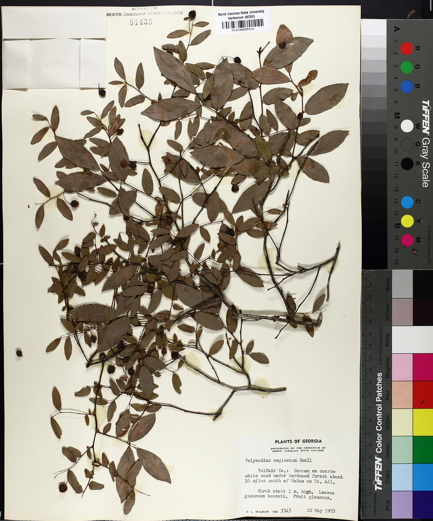 Vaccinium neglectum image