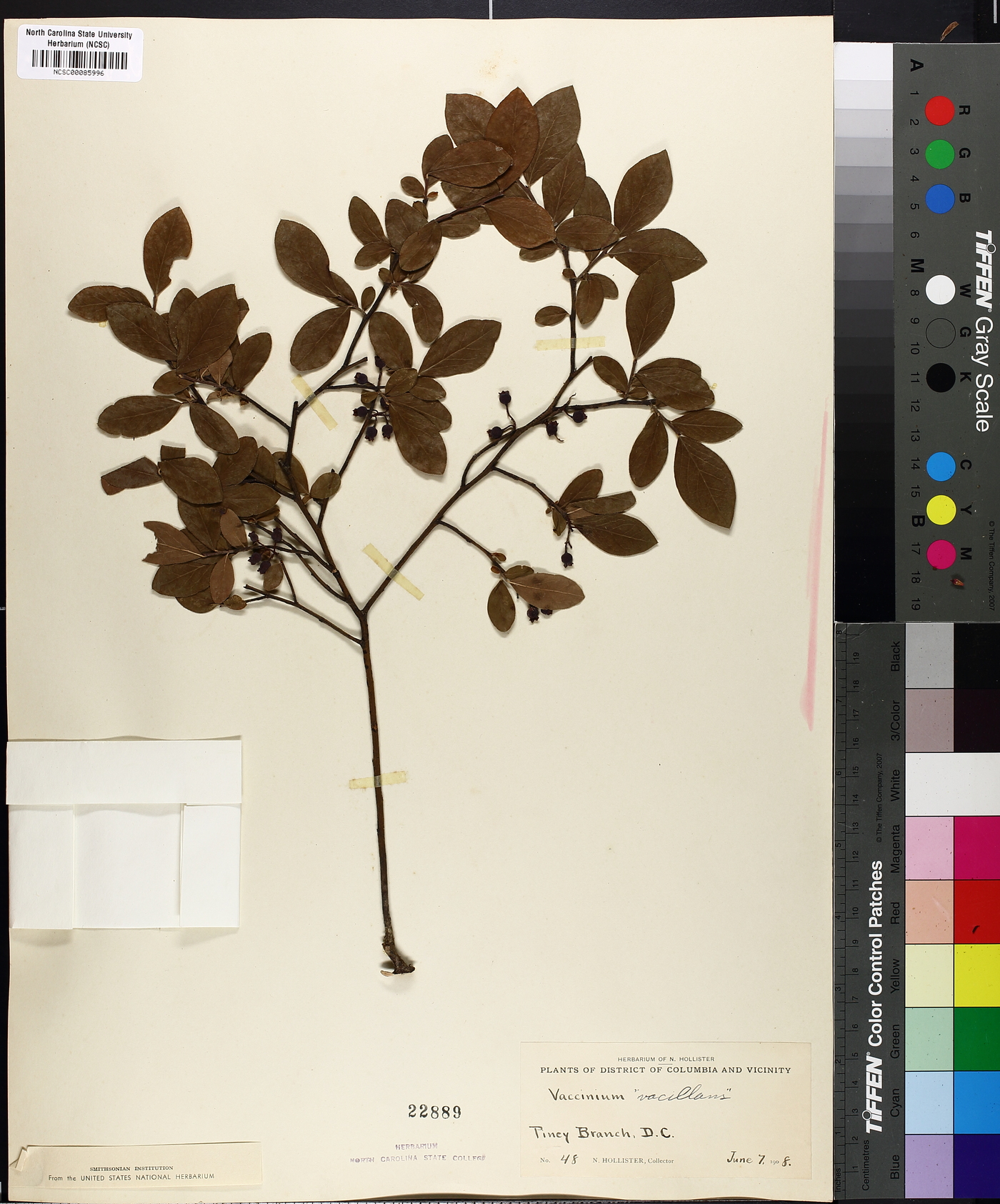 Vaccinium vacillans image