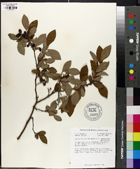 Vaccinium australe image