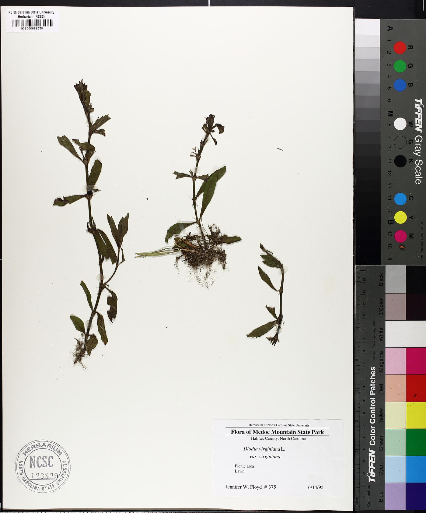 Diodia virginiana var. virginiana image
