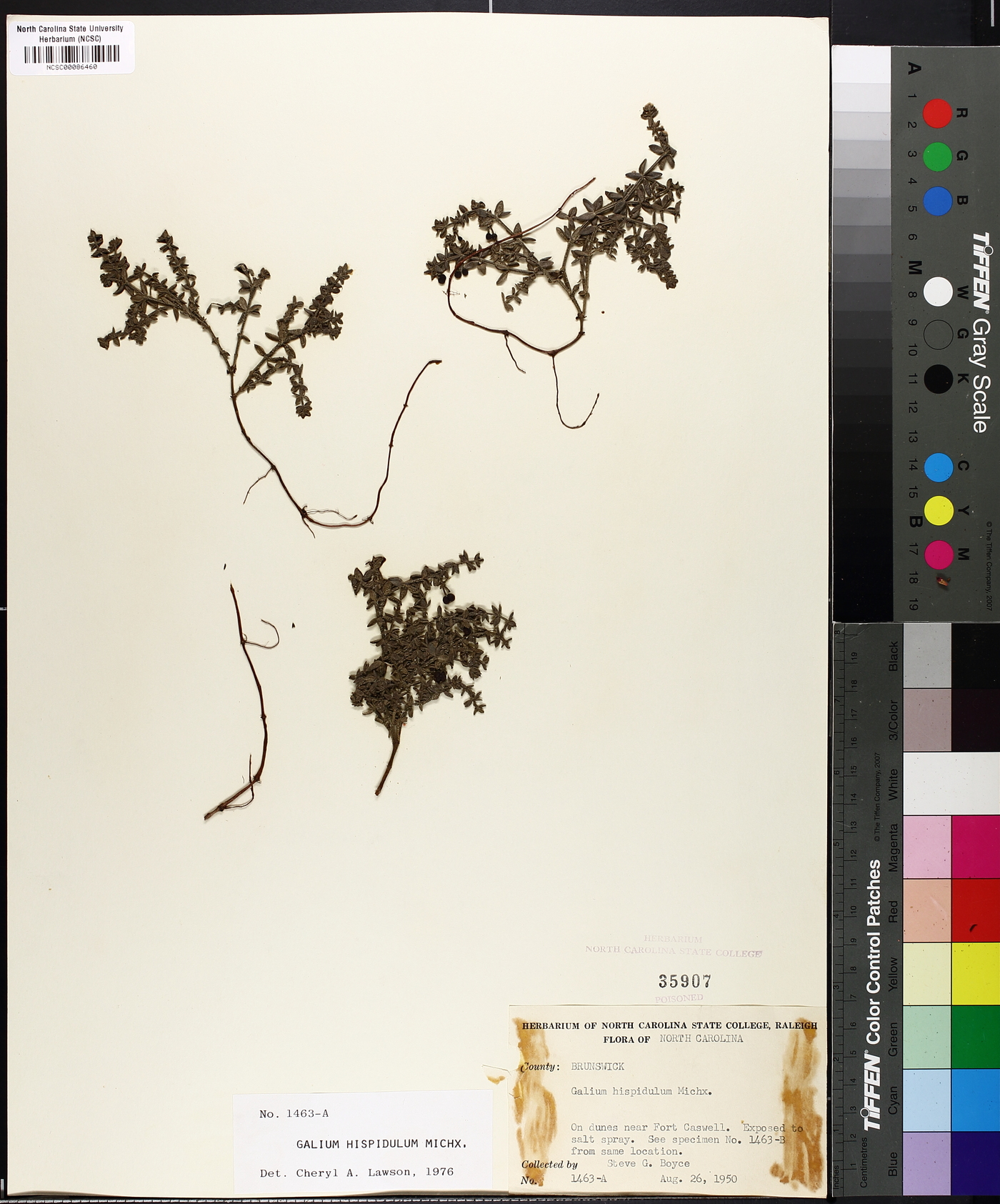 Galium hispidulum image