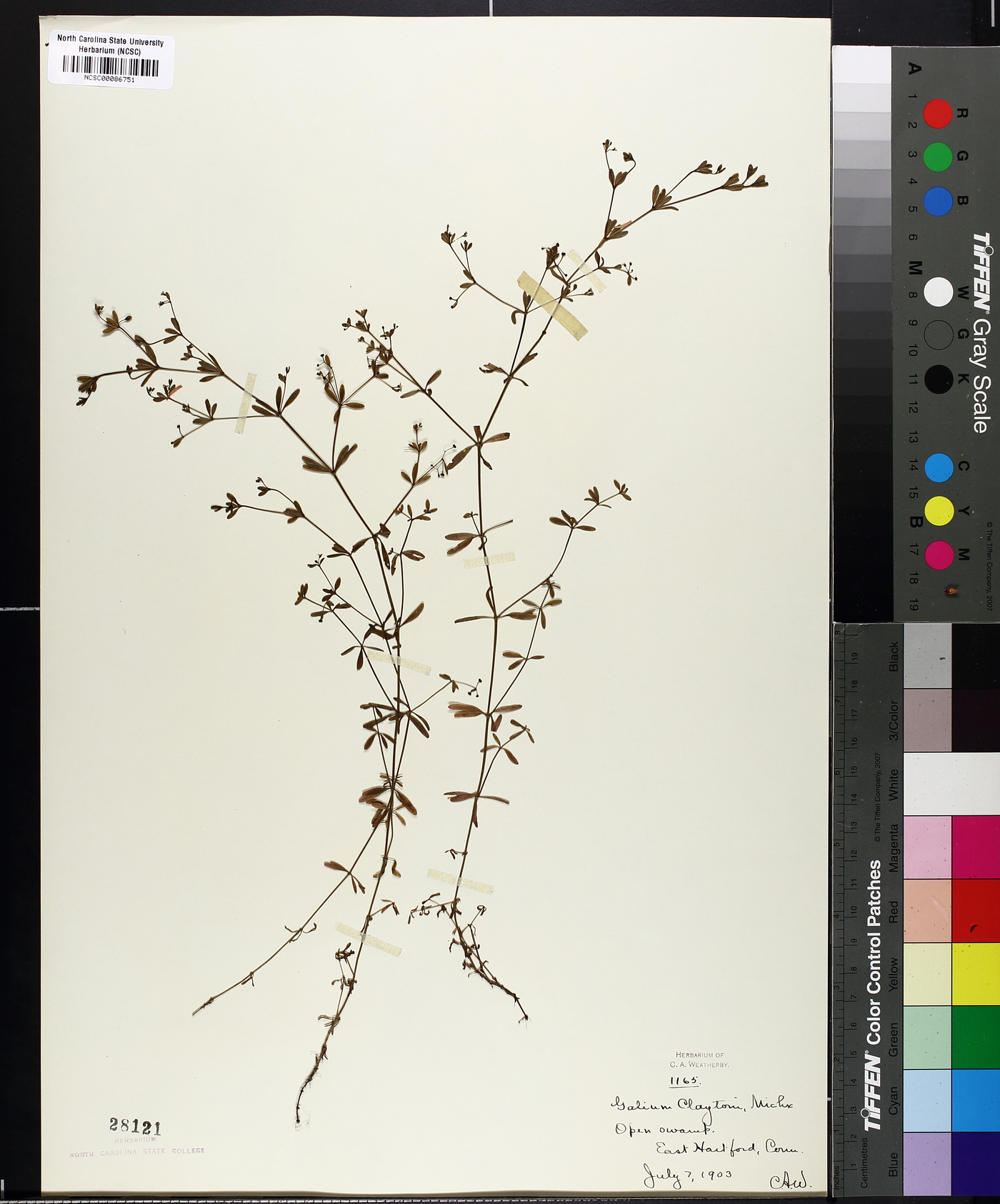 Galium claytonii image