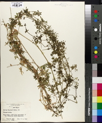 Galium claytonii image