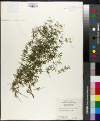 Galium concinnum image