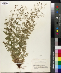 Galium pilosum image