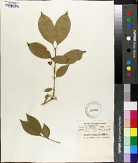 Euonymus atropurpureus image