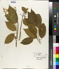 Euonymus atropurpureus image