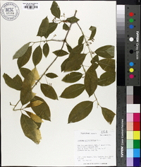 Euonymus atropurpureus image