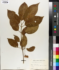 Euonymus atropurpureus image