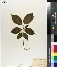 Euonymus atropurpureus image