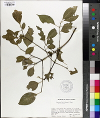 Euonymus sieboldianus image