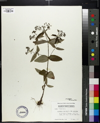 Houstonia purpurea var. purpurea image