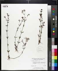 Houstonia longifolia var. compacta image