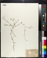 Houstonia floridana image