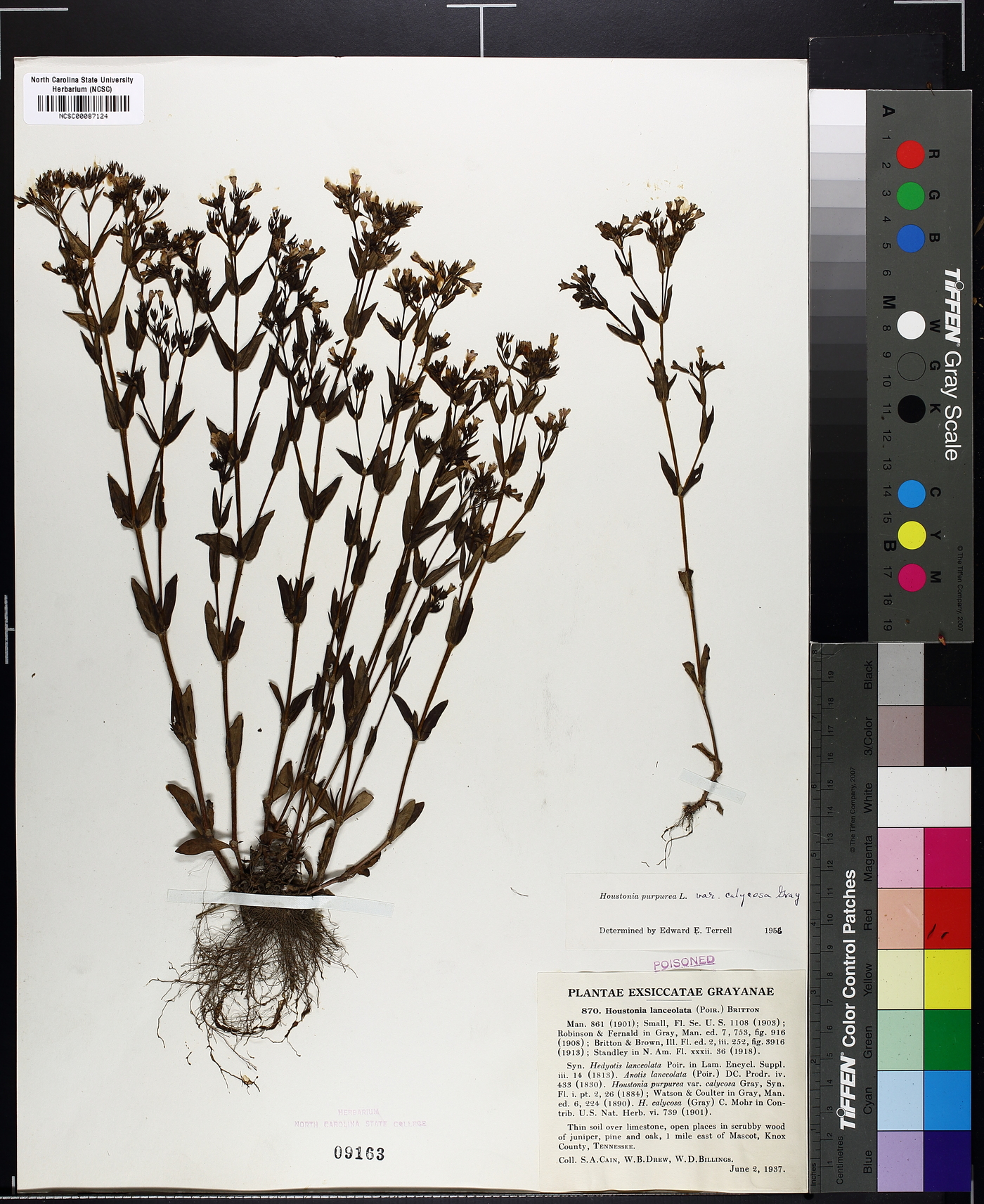 Houstonia lanceolata image