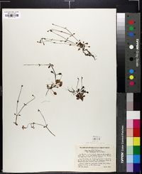 Houstonia caerulea var. faxonorum image