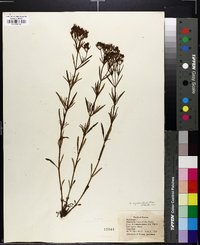 Stenaria nigricans var. nigricans image