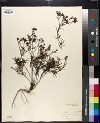 Stenaria nigricans var. nigricans image