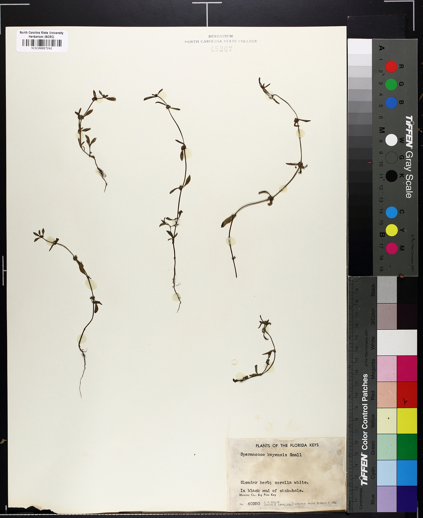 Spermacoce keyensis image
