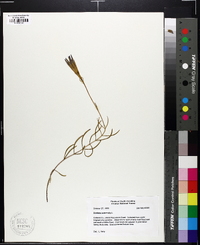 Gentiana autumnalis image