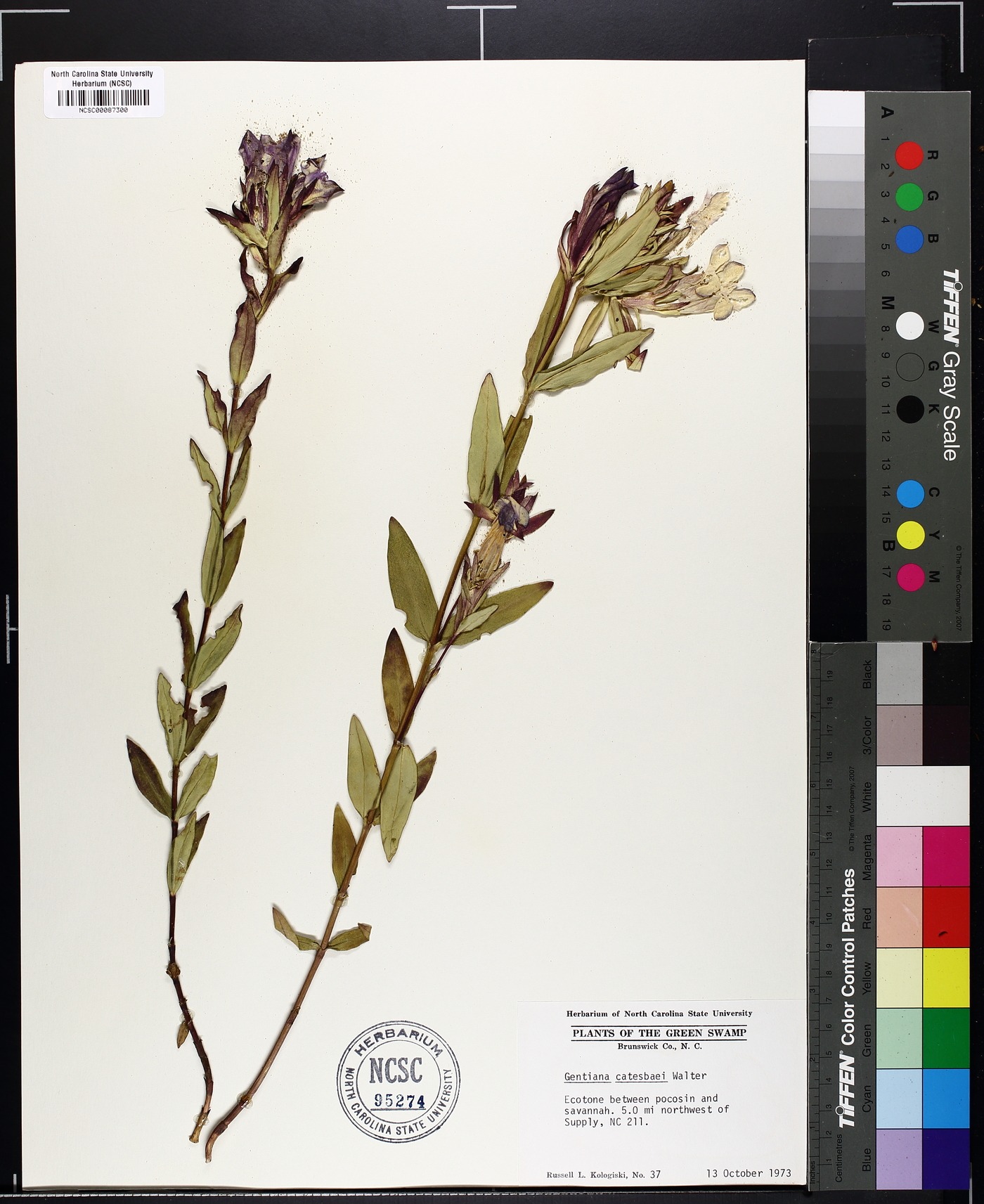 Gentiana catesbaei image