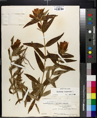 Gentiana saponaria image